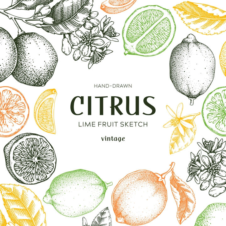 Lime fruit frame. Botanical design template. Citrus fruit sketches in color. Exotic plants banner. Hand drawn vector illustration. NOT AI generated